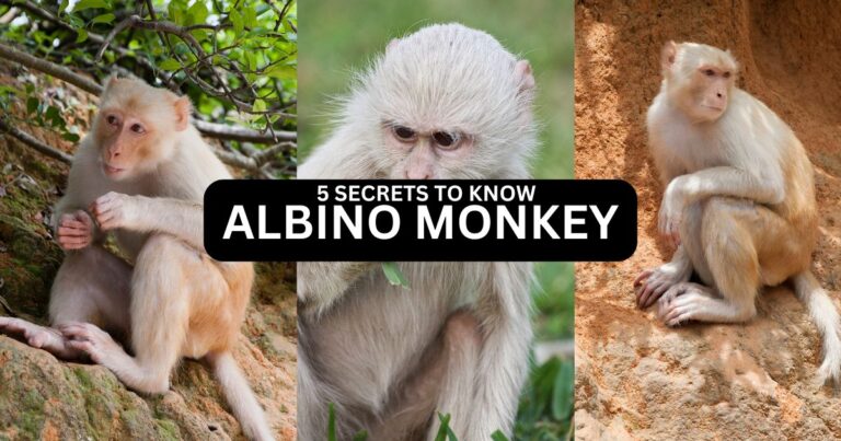 Albino Monkey