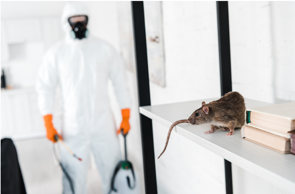 Understanding the Importance of Professional Pest Control Solutions