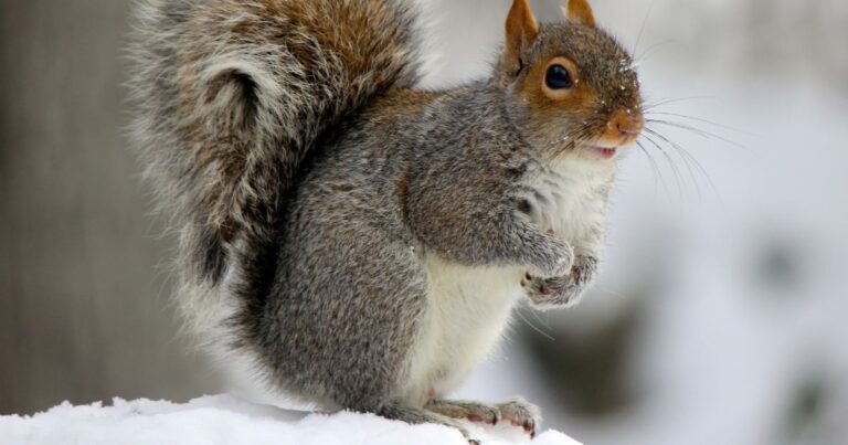 Squirrel Behavior in Winter: Understanding Their Survival Strategies