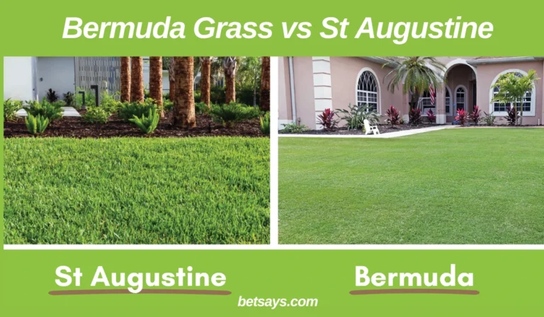 Bermuda Grass vs St Augustine