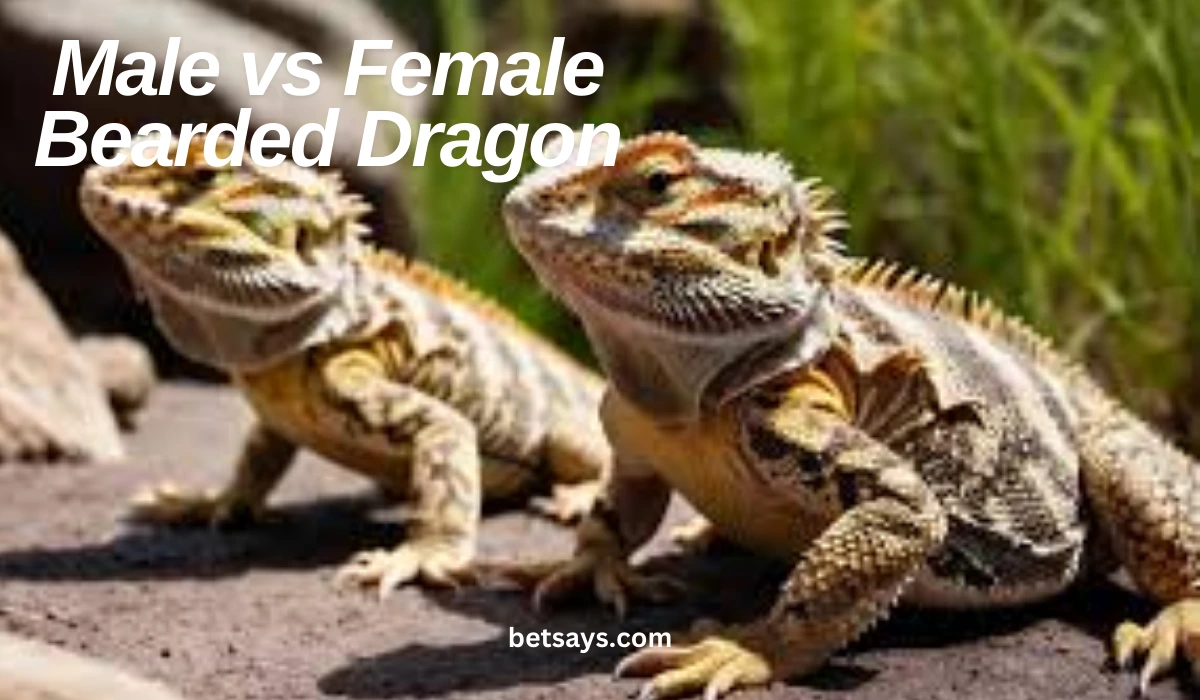 Male vs Female Bearded Dragon