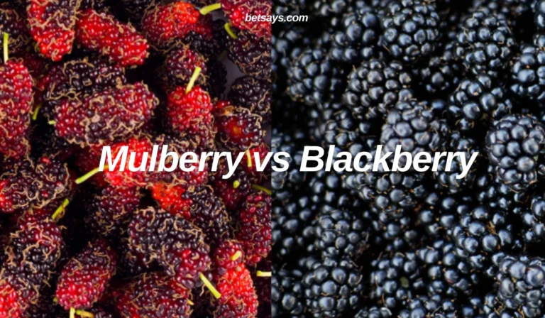 Mulberry vs Blackberry