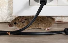 What Are the Signs You Have Rodents at Home and How Exterminators in Anaheim Help?