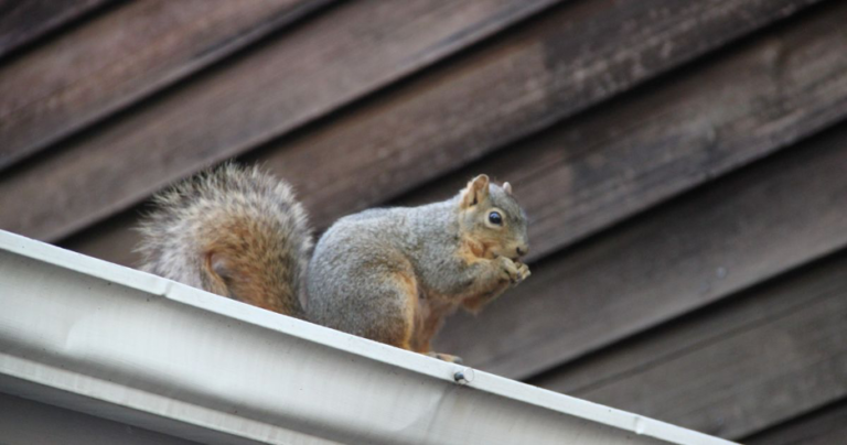 Squirrel Damage Impact on Property Value: Understanding the Financial Risks