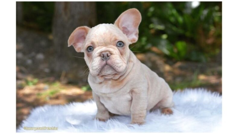 Fluffy Frenchies and Doodle Breeds: A Guide to Unique Coats and Adorable Personalities