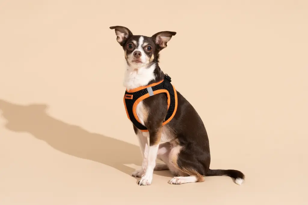 Know Why Extra Small Dogs Need A Special Harness: Protecting Their Fragile Bodies