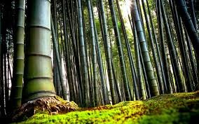 Why Everyone’s Talking About Bamboo and What You’re Probably Missing